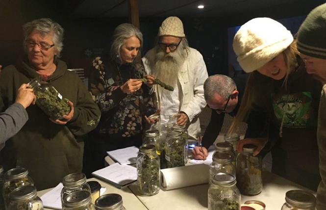 A judge examines cannabis at a previous Emerald Cup event. Photo: Courtesy Emerald Cup